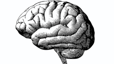 Drawing:Ghyyk3cw_2e= Brain