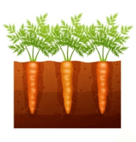 Clipart:5feenejwluk= Carrots