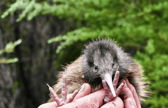 Baby:7kza9rd9_Ha= Kiwi Bird