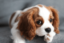 Cute:1kjlfnxxfts= Cavalier King Charles Spaniel