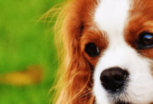 Cute:1kjlfnxxfts= King Charles Spaniel