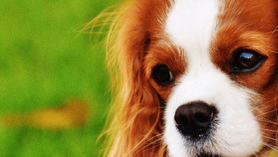 Cute:1kjlfnxxfts= King Charles Spaniel