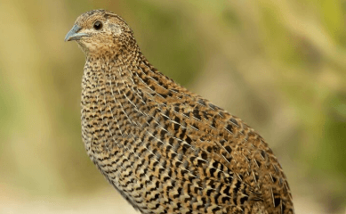 Clipart:8urvcbjffhm= Quail