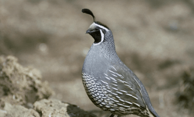 Clipart:8urvcbjffhm= Quail